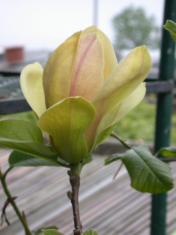 Magnolia X Sunsation