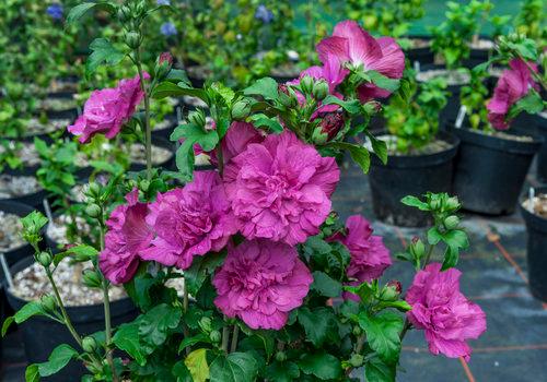 Hibiscus syriacus Magenta Chiffon®