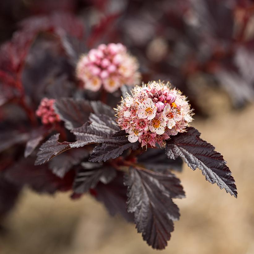 Physocarpus opulifolius Fireside®