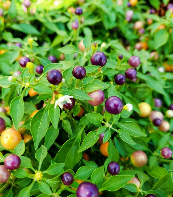 Pepper Ornamental Mixed