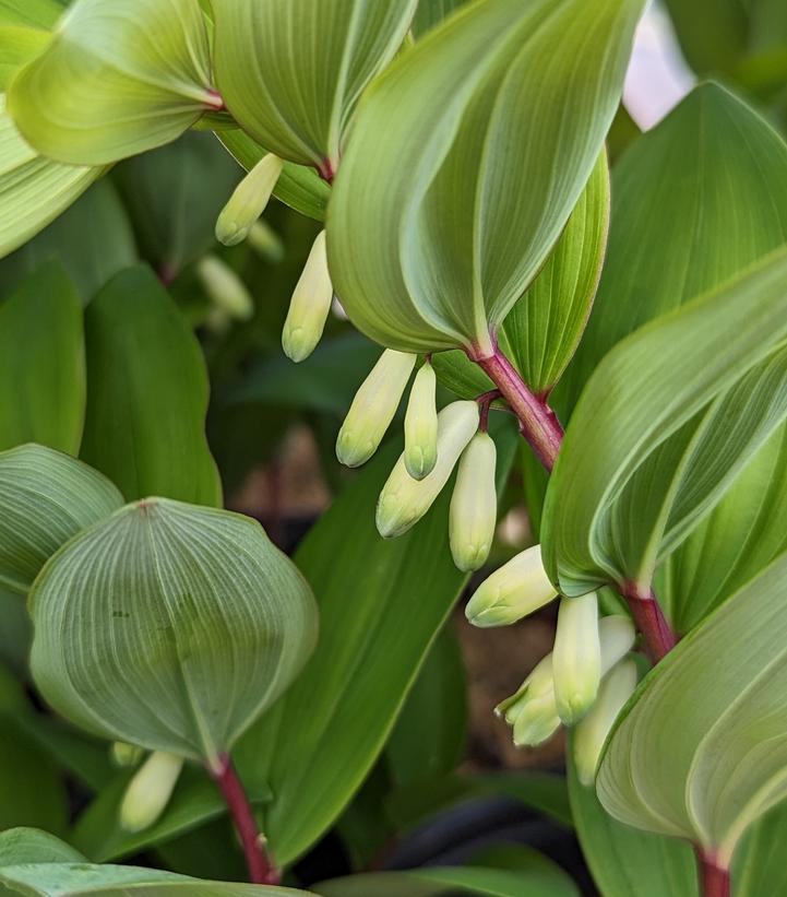 Polygonatum odoratum 'Ruby Slippers'