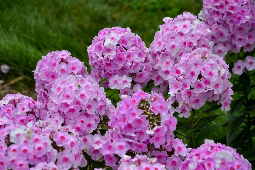 Phlox hybrid Luminary™ 'Opalescence'