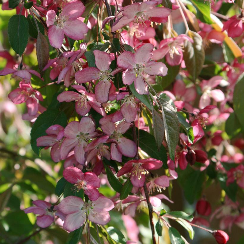 Malus Ruby Tears