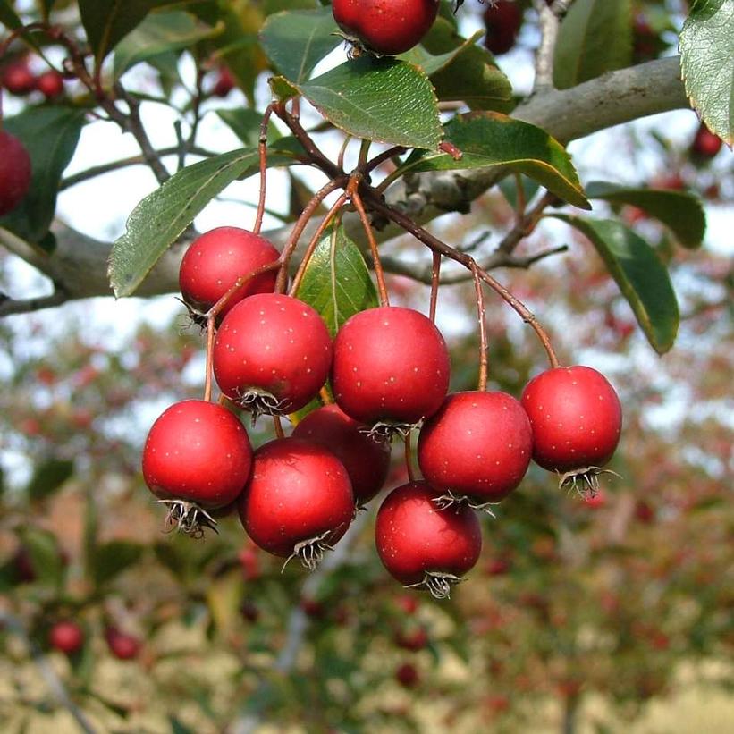 Crataegus crus-galli var. inermis Crusader®