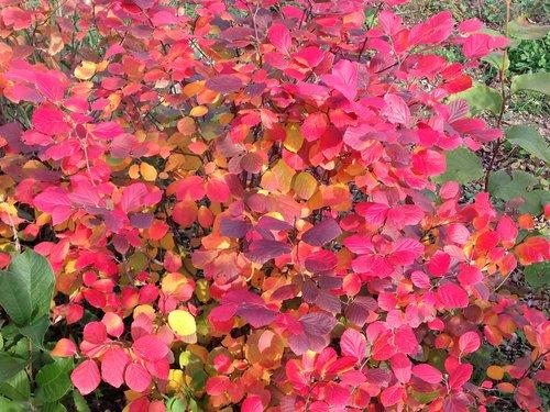 Fothergilla x intermedia Legend Of The Fall®