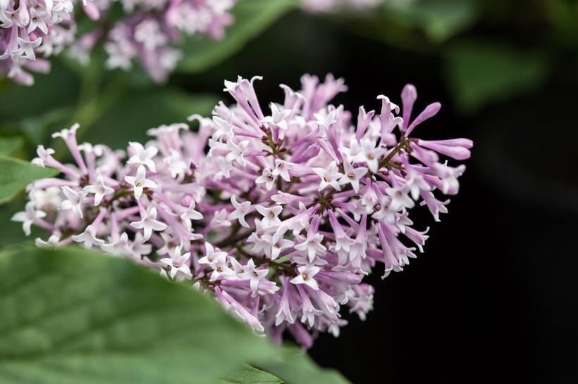 Syringa x Little Lady™