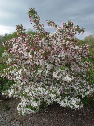 Malus sargentii 