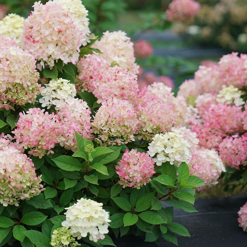 Hydrangea pan. Fire Light Tidbit®