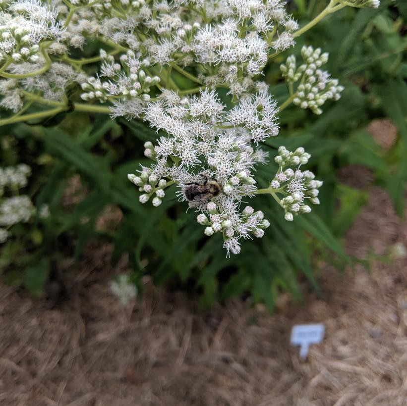 Eupatorium perfoliatum 