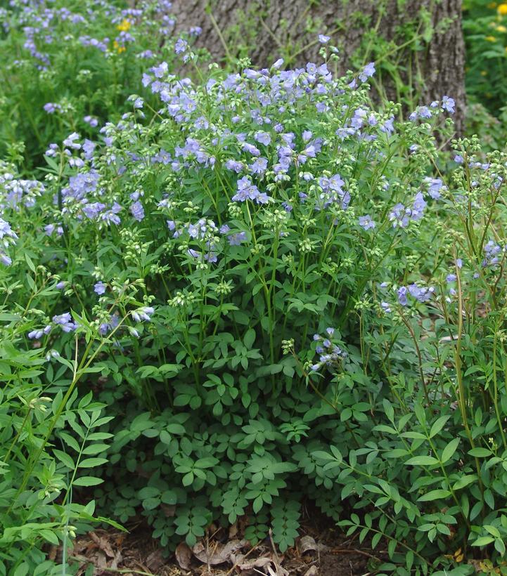 Polemonium reptans 