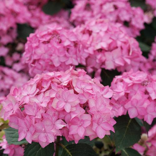 Hydrangea mac. subsp. serrata Let's Dance Can Do®