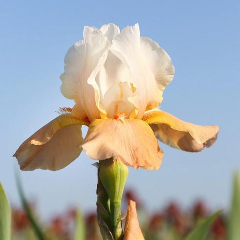 Iris germanica 'Invitation'