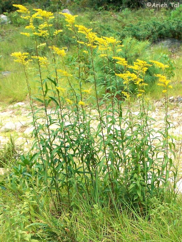 Solidago odora 