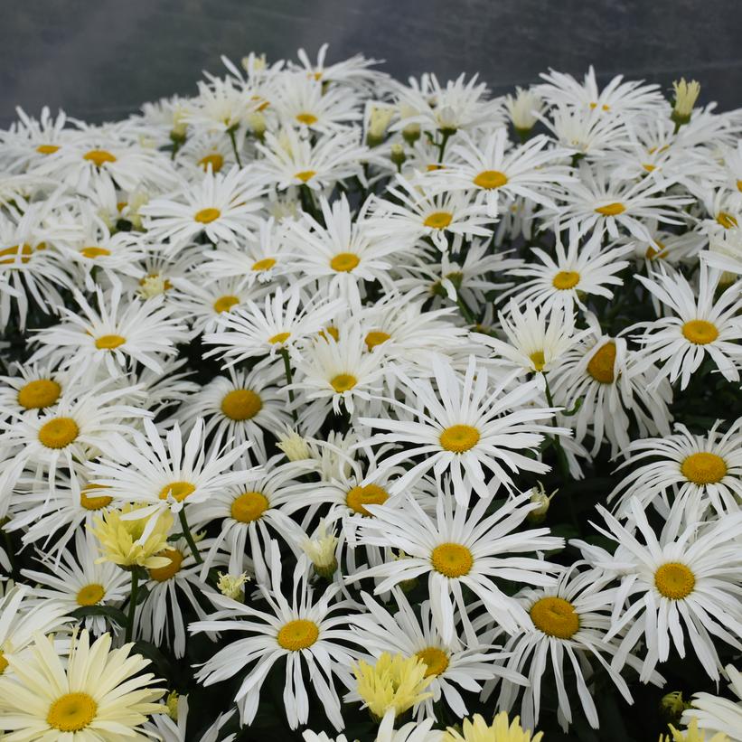 Leucanthemum Amazing Daisies® 'Spun Silk'