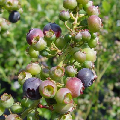 Vaccinium corymbosum 'Reka'