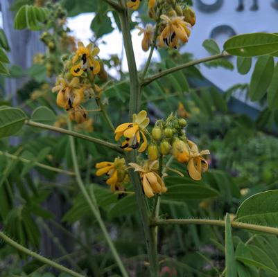 Senna hebecarpa 