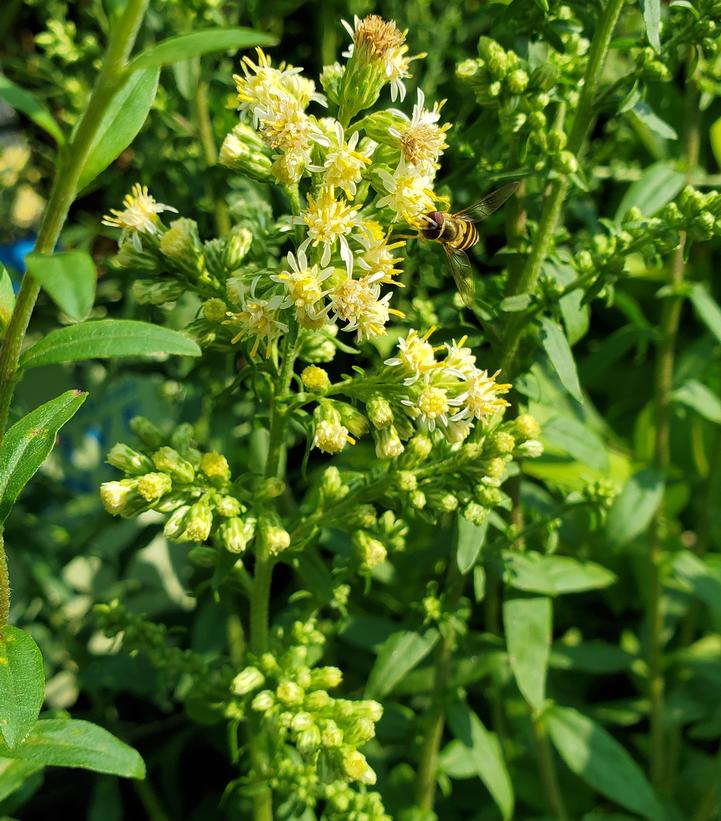 Solidago bicolor 