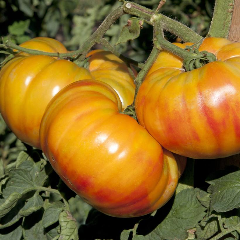 Tomato hybrid Buffalosun