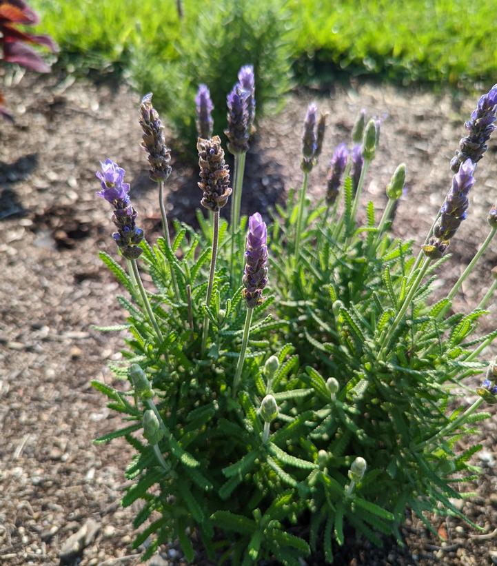 Lavandula angustifolia 'Imperial Gem'