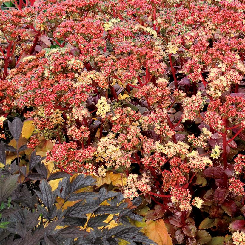 Sedum telephium 'Peach Pearls'