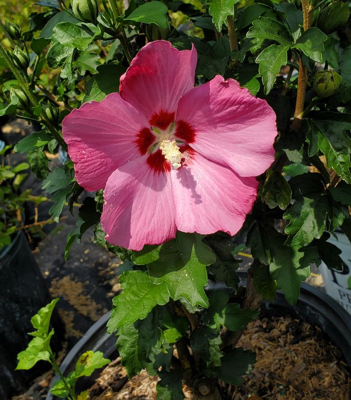 Hibiscus syriacus Paraplu Rouge™