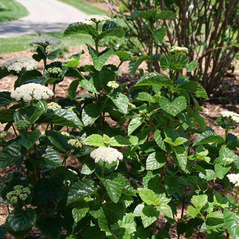 Viburnum dentatum var. deamii Glitters & Glows®