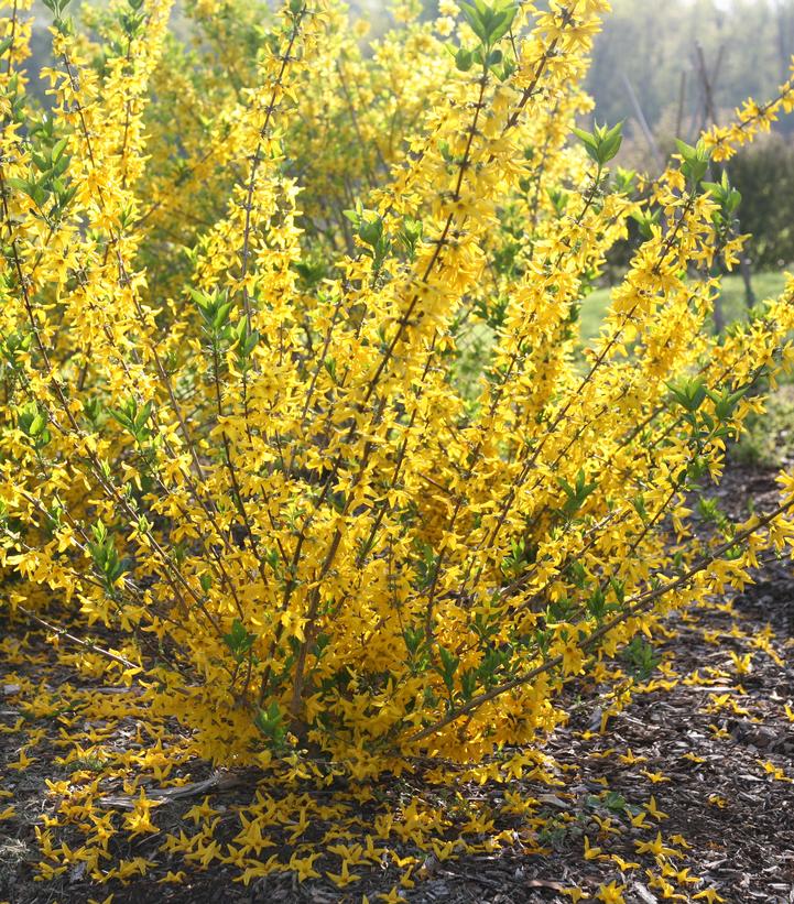 Forsythia koreana Flying Machine®