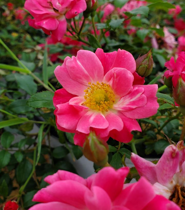 Rosa x Oso Easy® Double Pink