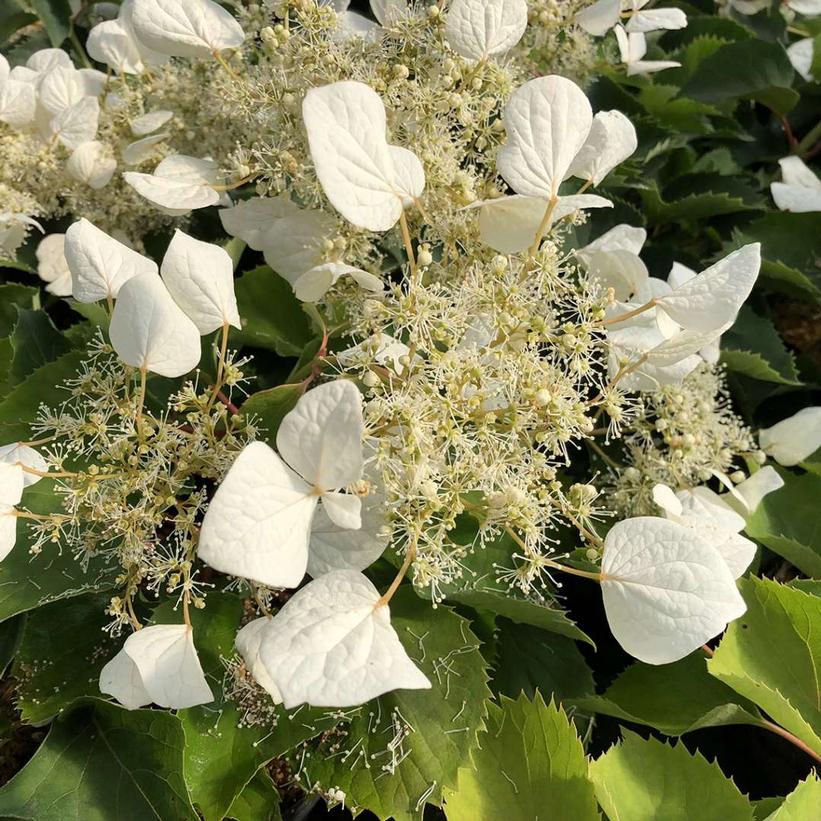 Schizophragma hydrangeoides Flirty Girl®