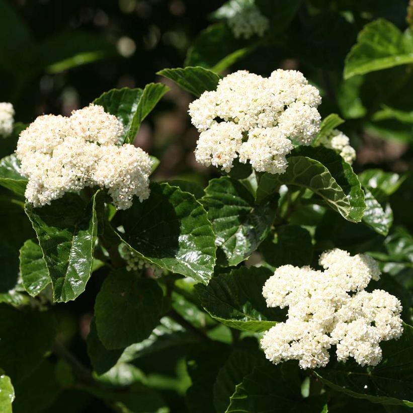 Viburnum dentatum var. deamii All That Glows®