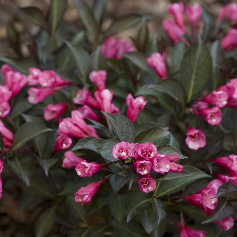 Weigela florida Midnight Wine Shine®