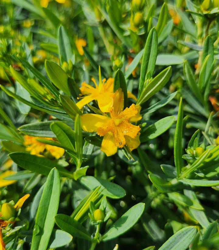 Hypericum kalmianum Cobalt-n-Gold™