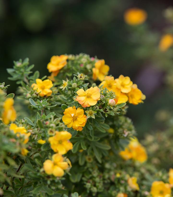 Potentilla fruticosa Marmalade®