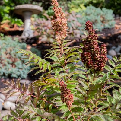 Sorbaria sorbifolia Cherry on Top™