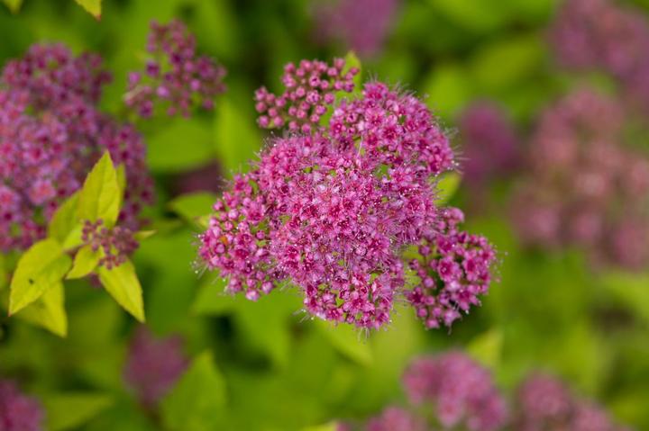 Spiraea Little Spark®