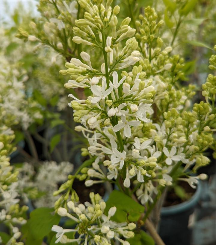 Syringa vulgaris New Age™ White