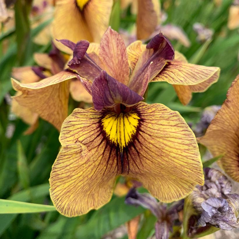 Iris pseudata 'Yarai'