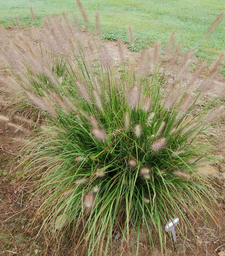 Pennisetum Hush Puppy™