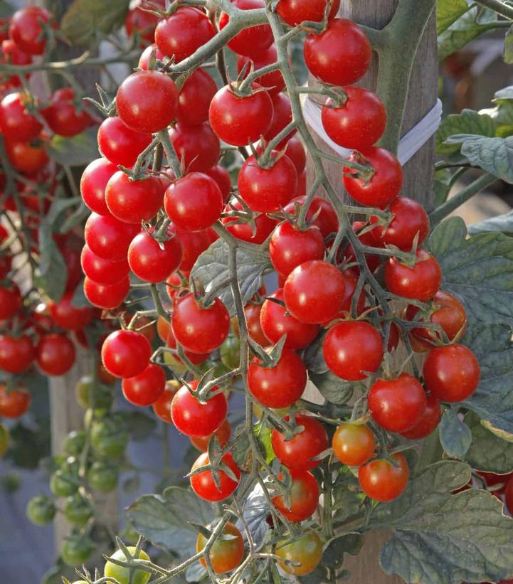 Tomato 'Crockini' (Cherry)