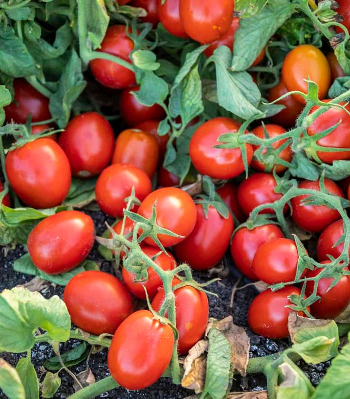 Tomato 'Early Resilience' (Paste)