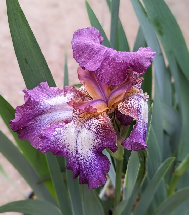 Iris germanica 'Wine Festival'