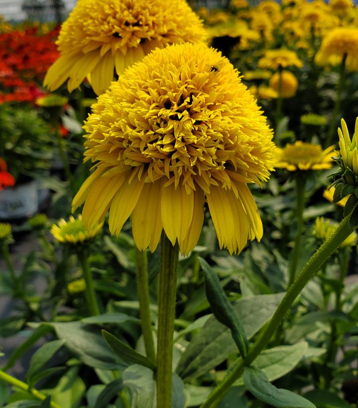 Echinacea Cara Mia™ Yellow