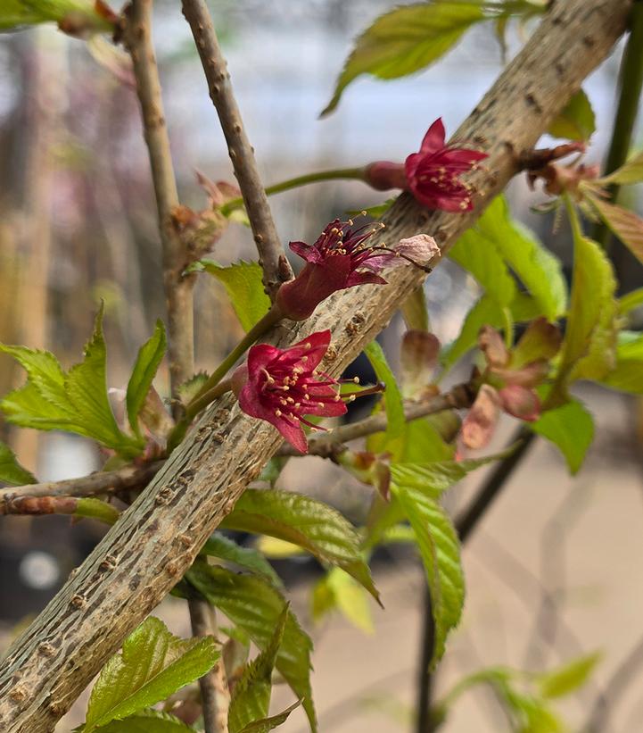 Prunus x yedoensis 