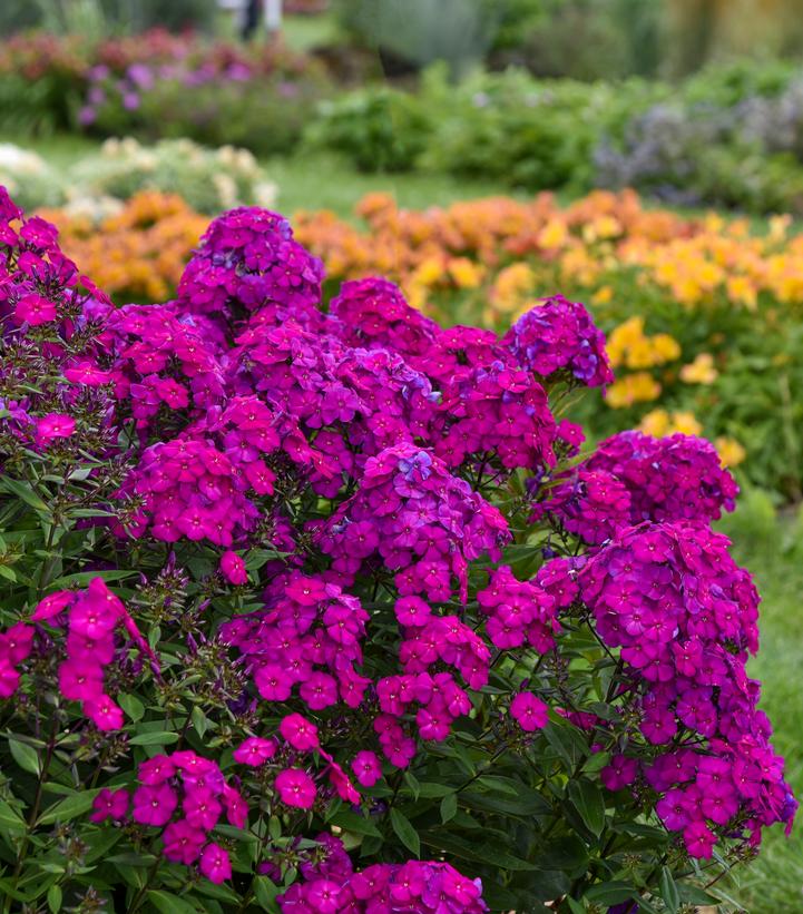 Phlox paniculata Luminary™ 'Ultraviolet'