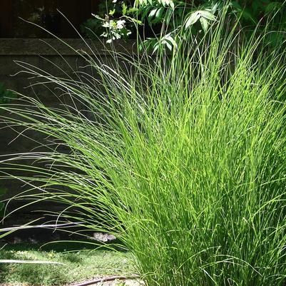 Miscanthus sinensis 'Gracillimus'