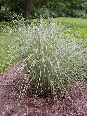 Miscanthus sinensis Morning Light