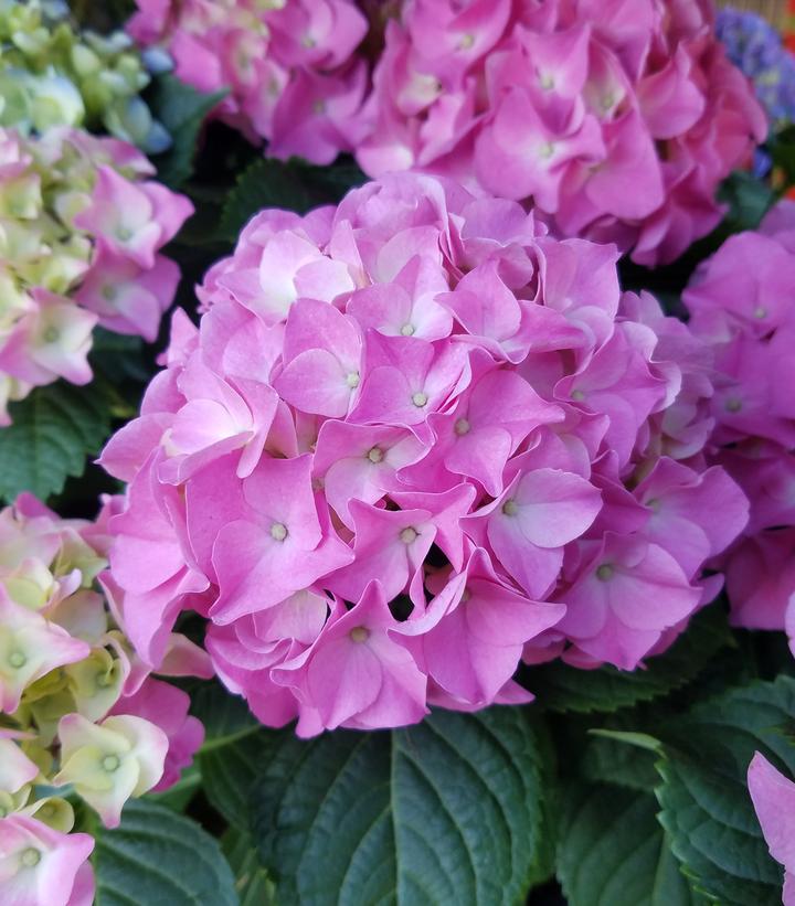 Hydrangea mac. 'Early Rosa'