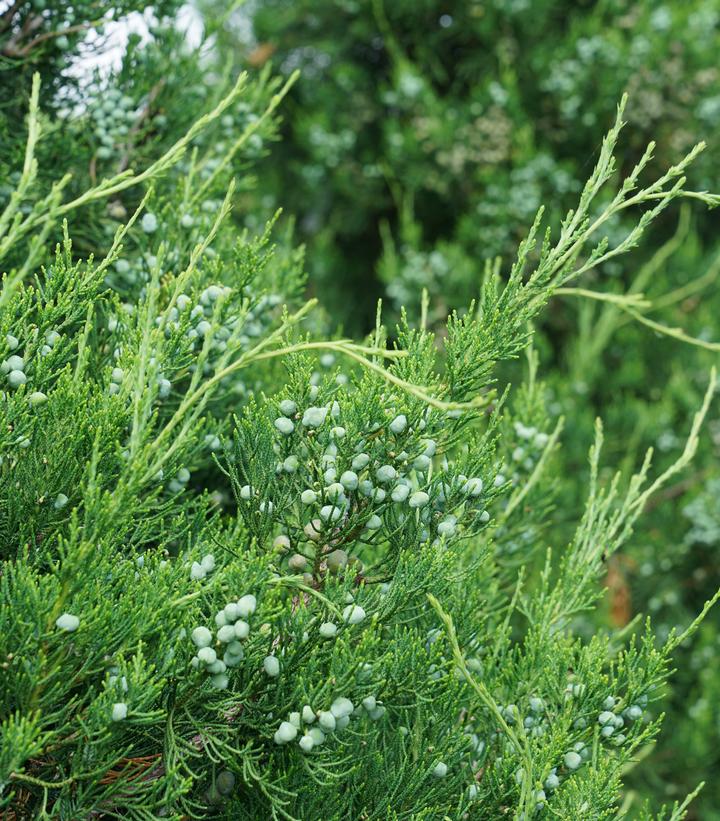 Juniperus chinensis Gin Fizz®