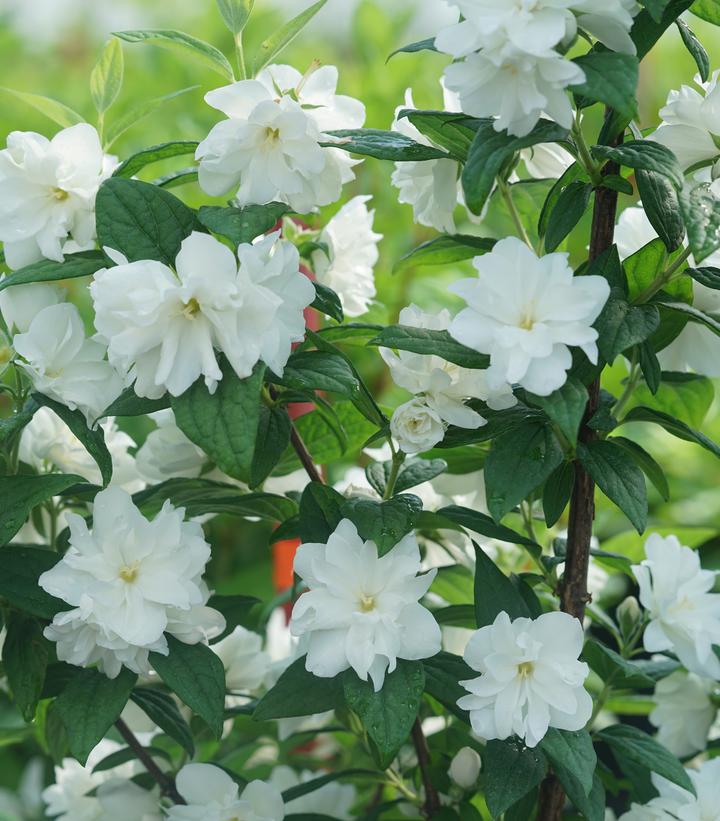 Philadelphus coronarius Illuminati Arch®