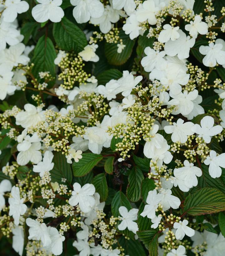 Viburnum plicatum var. tomentosum Steady Eddy®